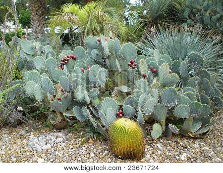 Cactus haven