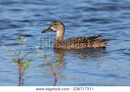 A Female Blue-winged Teal, Anas Discors In Shallow Water In Florida