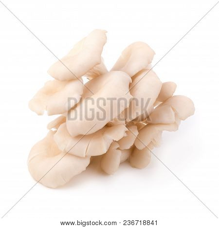 White Panus Polychrous Isolated On A White Background