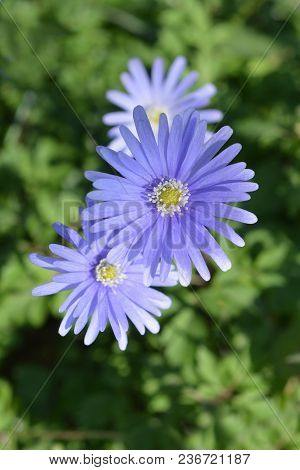 Blue Anemone Flowers - Latin Name - Anemone Apennina
