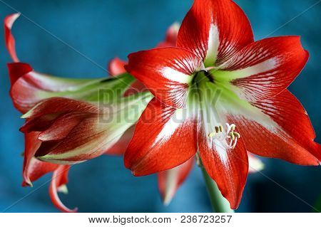 Large Flowering Hippeastrum Or Amarillis, Flowers On The Windowsill
