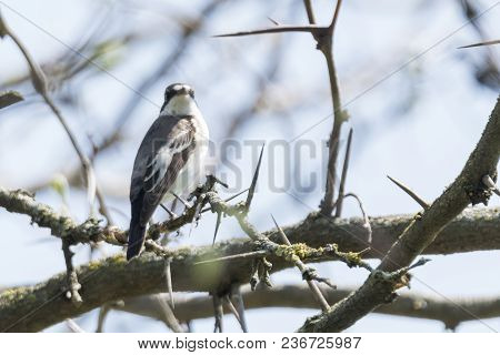 Black Nurse Bird Or Ficedula Hypoleuca On Tree