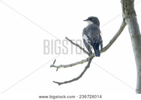 Black Nurse Bird Or Ficedula Hypoleuca On Tree