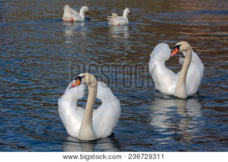 Synchron At Sunset - Couple Swans And Behind Them A Pair Of Geese.