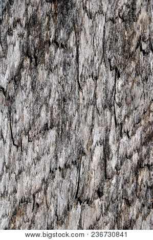 Gray Wooden Texture. An Old Board. Background