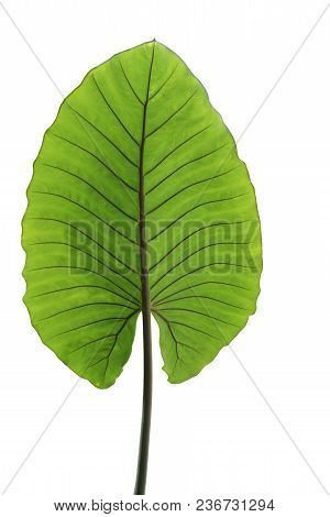 Alocasia Macrorrhizos , Tropical Big Green Leaf Isolated On White Background