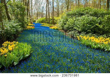 A Blue River In The Forest, Formed From Flowers. A Lot Of Blue Flowers Create The Illusion Of A Stre