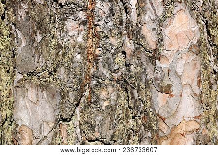 The Texture Of The Tree Bark Is Spruce. Seamless Texture. Background