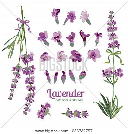 Lavender Flower On White Background. Colorful Vintage Vector Illustration, Watercolor Style France P