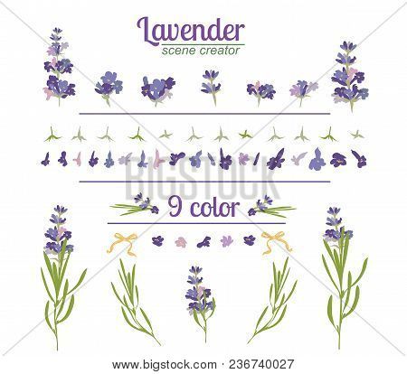 Lavender Flower On White Background. Colorful Vintage Vector Illustration, Watercolor Style France P