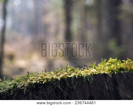 Forest Moss Close Up. Blurred Forest In The Background