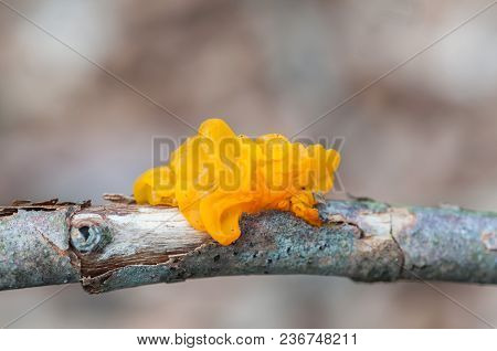 Yellow Fungus On A Branch Of A Rotten Tree