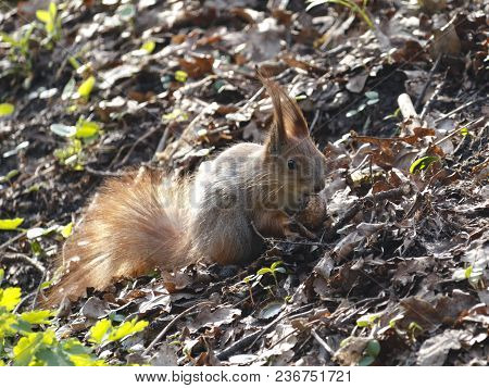 Squirrel Eating Nut. Smal Funny Squirrel Sitting On Ground And Holding And Eating Nut.