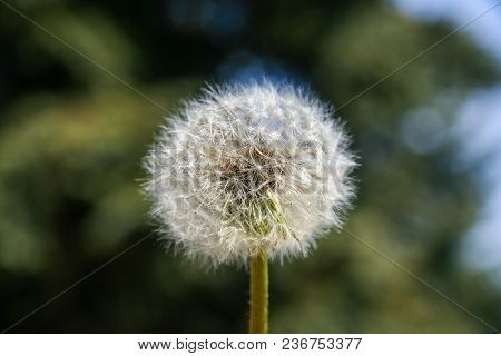 Fluffy Dandelion Flower