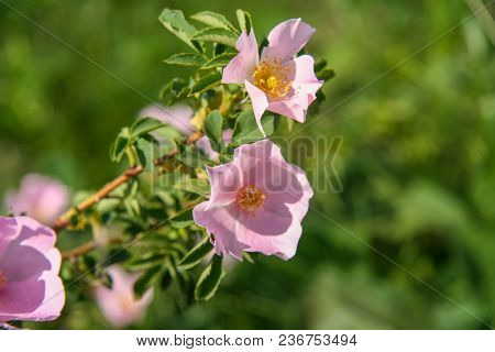 Flower Of A Tea Rose