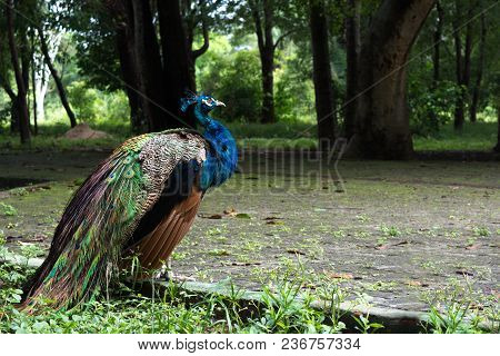 Peacock To Birds Of The Genera Turkey And Afropavo Of The Family Of Pheasants. In The Picture A Loos