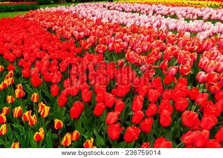 Colorful Growing Pink, Red Tulips Flowers Rows In Spring Formal Garden