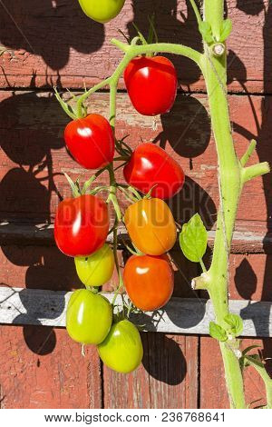 A Brush Of Tomato Of De Barao Species Against The Wall Of A Wooden House. Sunny Day At The End Of Se
