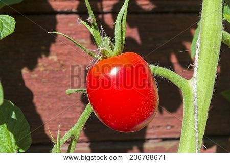 A Ripe Red Tomato Of De Barao Species Lit By A Bright Sun. End Of September.