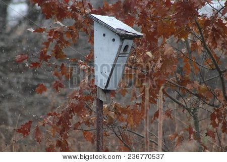 Bat Boxes Secured To Tree In Conservation Area