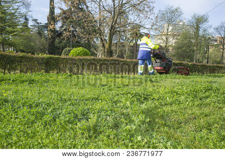 Gardener Mowing The Grass With Engine Powered Mower At Urban Park. This Is A Mid-size Walk-behind Ro