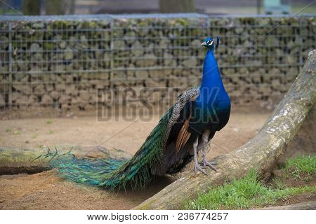 Beautiful Peacock In A Park In Germany