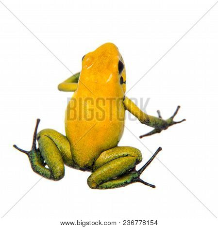 Black-legged Poison Frog, Phyllobates Bicolor, On White, On White Background.