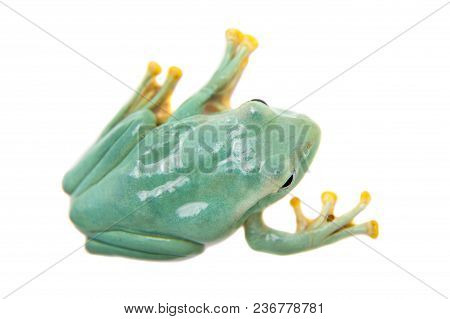 Giant Feae Flying Tree Frog, Rhacophorus Feae, Isolated On White Background