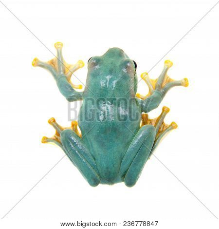 Giant Feae Flying Tree Frog, Rhacophorus Feae, Isolated On White Background