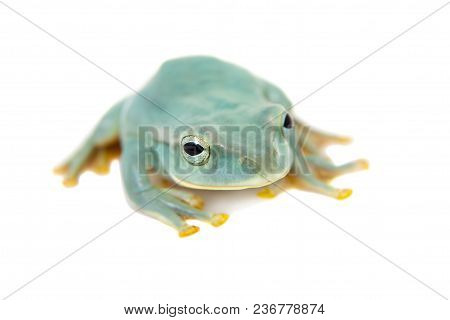 Giant Feae Flying Tree Frog, Rhacophorus Feae, Isolated On White Background