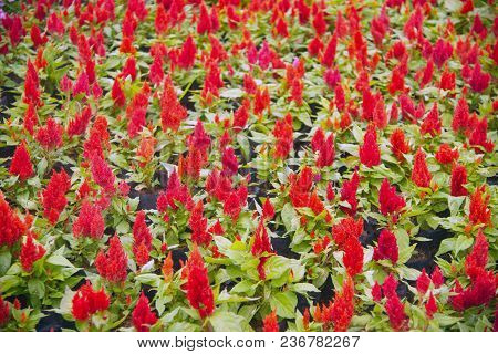 Background Of The Celosia Plumosa Flower Meadow In Garden.