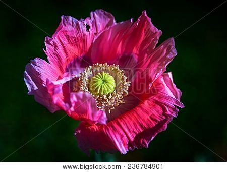 Oriental poppy flower photographed with a specialty lens to produce shallow depth of field and a soft creamy background.