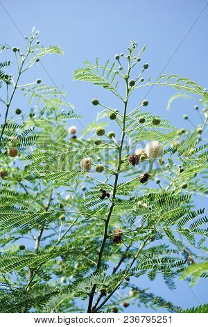 Close Up Fresh Green Leucaena Glauca Tree In Nature Garden