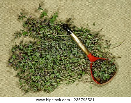 Glechoma Hederacea. Dry Herbs For Use In Alternative Medicine, Phytotherapy, Spa, Herbal Cosmetics. 