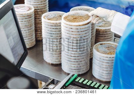 Fish Seafood Factory Industry Production Processing Equipment