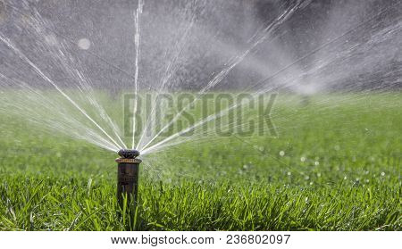 Automatic Sprinkler System Watering The Lawn On A Background Of Green Grass, Close-up