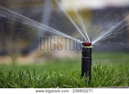 Automatic Sprinkler System Watering The Lawn On A Background Of Green Grass, Close-up