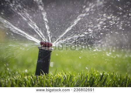 Automatic Sprinkler System Watering The Lawn On A Background Of Green Grass, Close-up