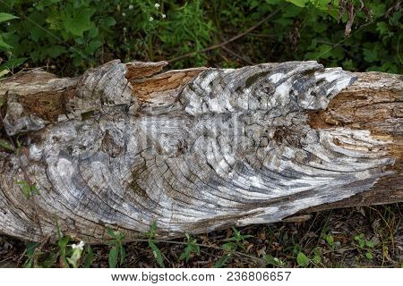 The Cross Section Of A Split Piece Of Wood Laying On The Ground