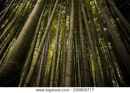 Bamboo Forest In Kyoto, Green Forest Japan.