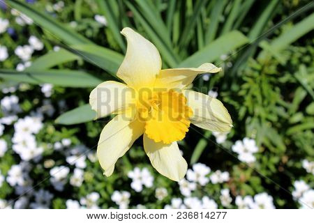 Daffodil Or Narcissus Or Daffadowndilly Yellow Flower On Light Green Leaves And Small White Flowers 