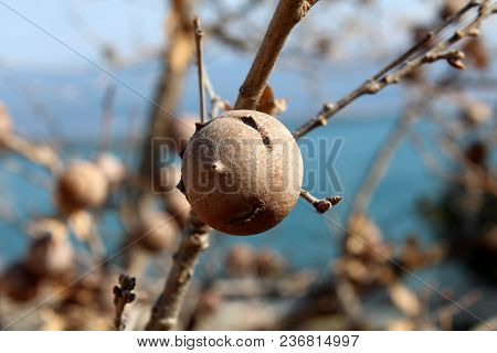 Gall Oak, Quercus Infectoria Tree, Aleppo Oak Or Manjakani Closeup With Branches, Galls And Blue Sky