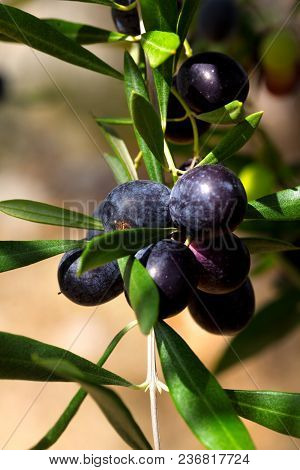 Black Olive Fruit On Branch Of Olive-tree (olea Europaea). Close-up View. Selective Focus.
