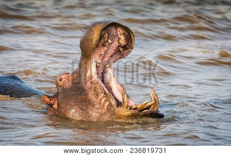 Hippo With Mouth Wide Open With Territorial Yawning Showing Large Teeth. St. Lucia, South Africa