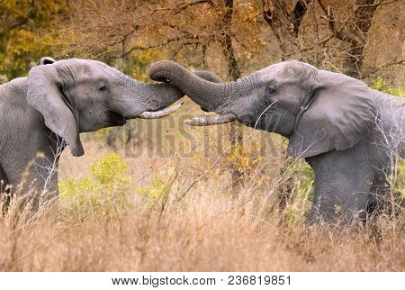 Two Friendly Male Elephants Greet Each Other By Entwining Trunks