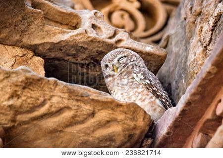 Spotted Owlet Or Athene Brama Perches On Stones Of The Ancient Temple