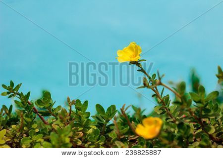 Yellow Color Of Common Purslane, Verdolaga, Pigweed, Little Hogweed Or Pusley On Blue Background In 