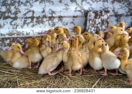 Close Up Flock Of Small Pretty Ducklings Having Rest On The Ground