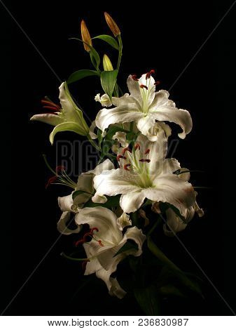 Flower Of A White Lily On A Black Background