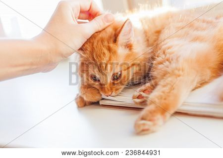 Woman Is Holding Cute Ginger Cat By The Scruff, Because It Want To Tear With Teeth A Paper Notebook.